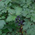 Actaea spicata